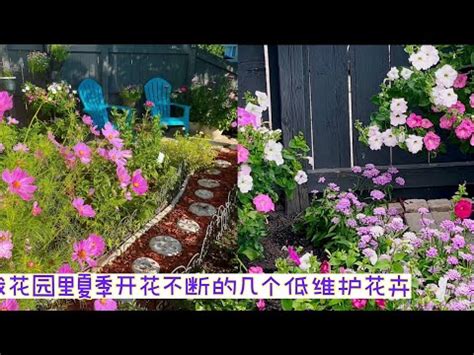 後院適合種什麼花|後院適合種什麼花